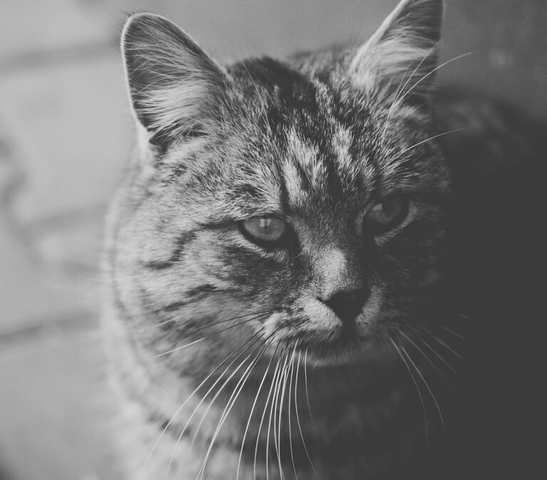 resized_35_api