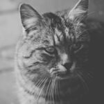 resized_39_api